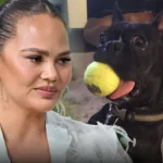 CHIEN DE LA FAMILLE CHRISSY TEIGEN EST MORT