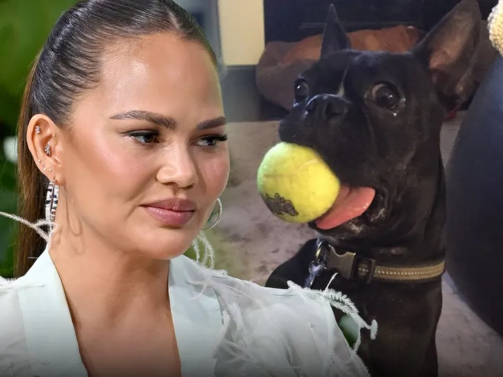 CHIEN DE LA FAMILLE CHRISSY TEIGEN EST MORT